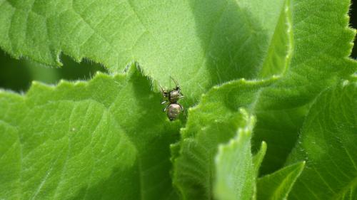 Réf. 186 277 : Heliophanus auratus